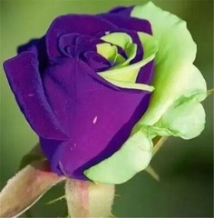20 EXOTIC RARE ROSE SEEDS home garden flower plant bush diy sun Rosas hybrid tea