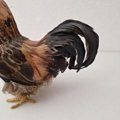9.5″ Vintage Artificial Natural Feathered Decorative Rooster Rustic Farm Decor