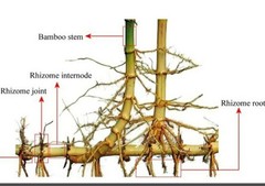 Chinese Timber Bamboo Phyllostachys Vivax Rhizome Fast Growing