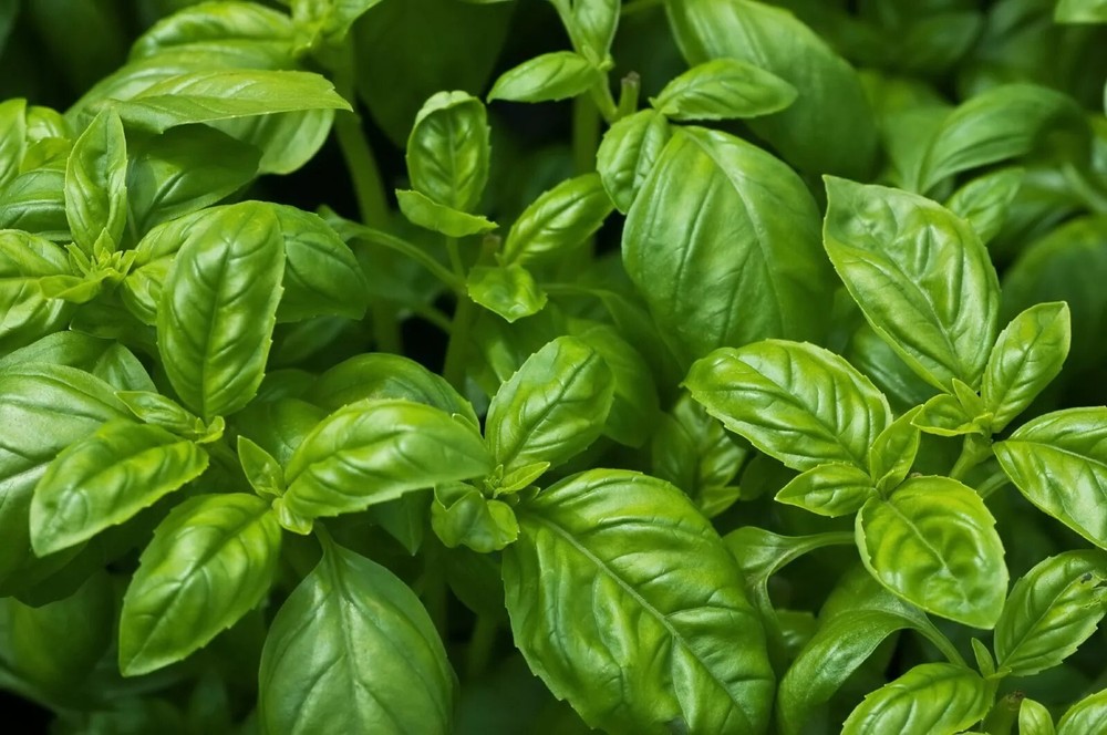 Sweet Basil Seeds, NON-GMO, ORGANIC, HEIRLOOM – Free Shipping!