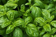 Sweet Basil Seeds, NON-GMO, ORGANIC, HEIRLOOM – Free Shipping!