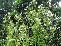 100 Wild/Opium Lettuce Seeds(LactucaVirosa)Medicinal Edible Plant.US grown seeds