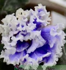 African violet PT Tuchi v golubom/Clouds in the blue Starter