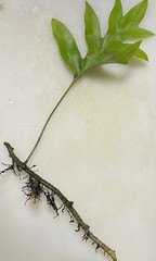 3 HAWAII Laua’e Fern Starter Microsorum scolopendria Monarch Fragrant Lei Ferns