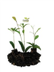 ( 1 ) – Yellow Flowering Fragrant Tea Olive ( osmanthus ) – Starter Plant ( L4 )