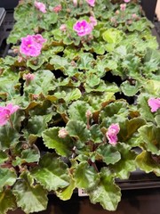 African Violet Plant Optimara Everglory Standard Big Starter Prolific Bloomer!