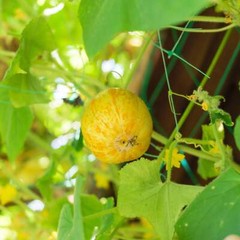 100 LEMON CUCUMBER Cucumis Sativus Fruit Vegetable Seeds *Combined S/H
