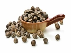 1600 Moringa Oleifera Seeds 1 lb. Bulk Jar WINGLESS Fresh Semillas de Moringa