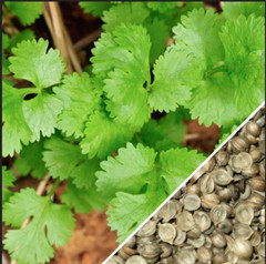 ORGANIC Slow Bolt Cilantro Seeds | Non-GMO | Fresh Garden Seeds Free Ship