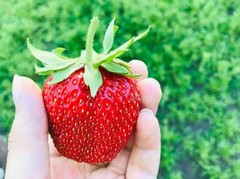 15 GIANT STRAWBERRY Fragaria JuneBearing Huge Red Berry Fruit White Flower Seeds