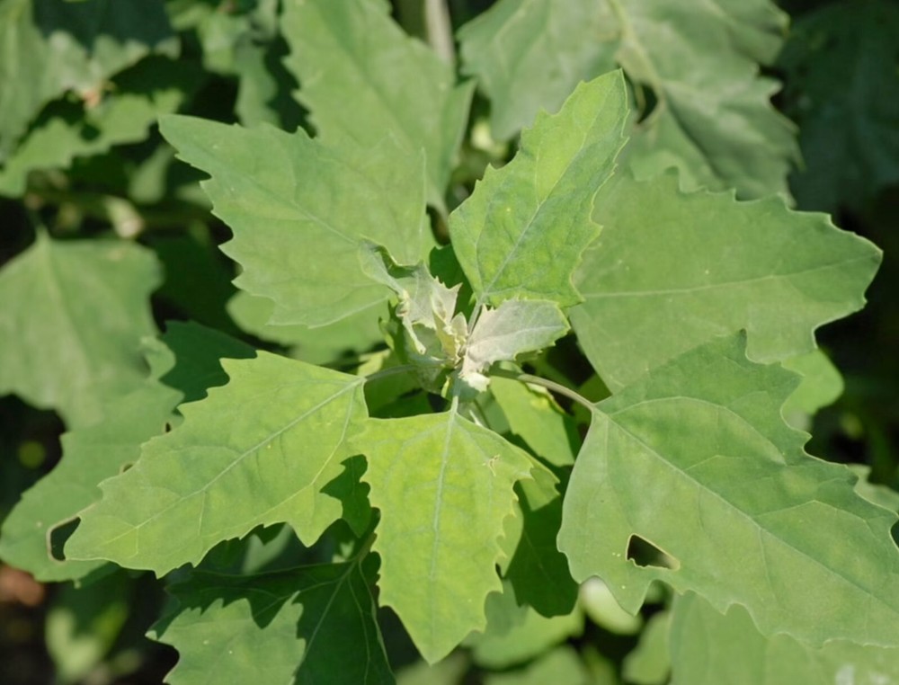 Chenopodium album, Organic Lamb’s Quarters, Goosefoot – 100 to 1000