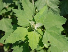 Chenopodium album, Organic Lamb’s Quarters, Goosefoot – 100 to 1000