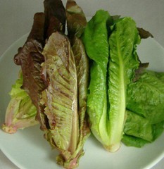 500+Lettuce Seeds Red Romaine Romaine Lettuce (Lactuca sativa)Salad Green USA