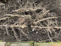 Phyllostachys bissetii Bissett’s Bamboo Cold Hardy Zone 5 Bamboo Rhizome 1 Ct.