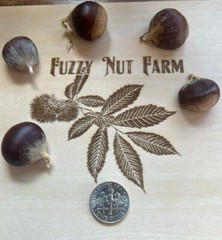 100% American Chestnut. 2025 harvest. Verified By The ACF. 5 Per Order