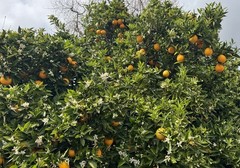 10 Pounds, 1 Box Of Freshly Picked Sweet & Juicy Valencia Premium Oranges.