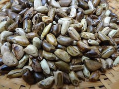 TEOSINTE Nitrogen-Fixing Corn Ancestor (Zea mays ssp. mex./parviglumis) SEEDS