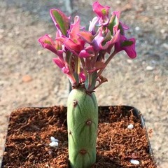 8CM Succulent Cactus Plant Senecio Articulatus Variegata Asteraceae Home Garden