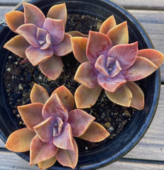 Rare Succulent Pink Graptoveria Dusty Easy Care Rooted Live Plant 3-Inch