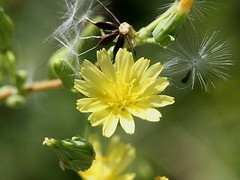 Wild Lettuce (Lactuca virosa) 25+ Seeds *Free International Shipping*