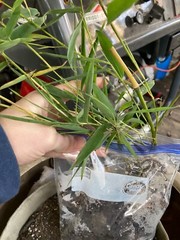 Live Phyllostachys vivax rhizomes x6 EDIBLE (Chinese timber bamboo)