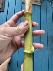 Arundo Donax Variegated Reed Like Bamboo Plant – 5 Rhizomes Free Shipping