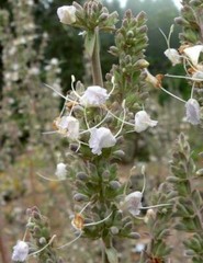 Salvia apiana | White Sage | White Sacred Sage | Bee Sage | 100 Seeds
