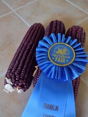 Jimmy Red Corn – Heirloom Dent Corn Seed or For Milling – 1 pound Avg 1,400 Seed