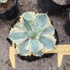 8CM Succulent Cactus Agave Plant Agave Isthmensis Variegated Home Garden Plant
