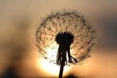 1000 Dandelion Seeds – Taraxacum officnale Seeds – Medicinal and Edible Herb