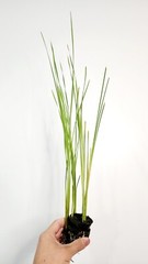 Live Cold Hardy Dwarf Cattail Aquatic Marginal Pond Plant