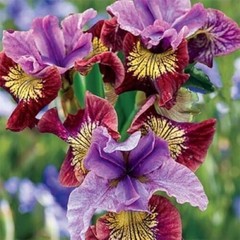50 Iris Seeds Much Less Money Than Bulbs ..