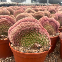 6-8CM Cactus Plant Echinocereus Rigidissimus Rubispinus Cristata Cactaceae Plant