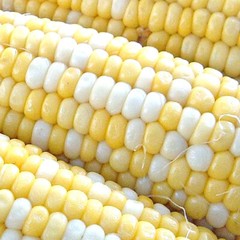 Peaches & Cream Corn Seeds | Hybrid Bicolor Sweet | Non-GMO | Free Shipping 1108