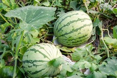 50 DIXIE QUEEN WATERMELON White & Red Citrullus Lanatus Melon Fruit Vine Seeds