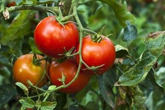 Organic Sun-Dried Tomatoes with Sea Salt- by Food to Live