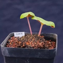 1CM Succulent Plant Crassula Umbella Wine Cup Crassulaceae Home Garden Beautiful