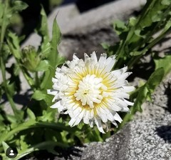 Japanese White Dandelion Seeds RARE 10 Organic Seeds *FREE SHIPPING*
