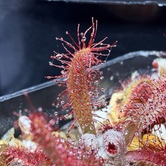 Drosera Graomogolensis 3 Plants Potted. Large, Easy Care Species