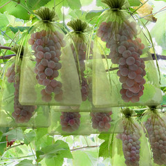 Fruit Protection Bags Green Mesh Fruit Tree Bags Drawstring Garden Netting Cover