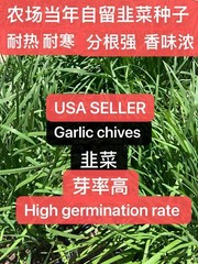 500+ CT Garlic Chives, Non-GMO, Organic, Heirloom Seeds 500多粒高芽率农场自留韭菜种子2023年产