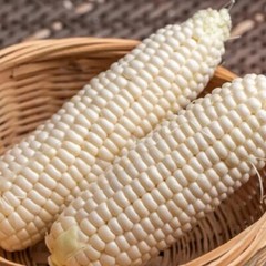 50pcs Sweet White Corn Seeds – Heirloom, Sweet, Open-Pollinated, Non-GMO