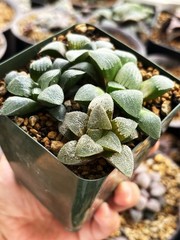 4 Haworthia 2.5 Years Old Hybrid Seedling In One Pot.