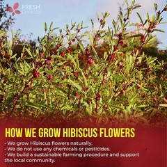, Premium 140 Hibiscus Flowers Tea Bags, 100% Natural, Handmade & Pure from Hibi