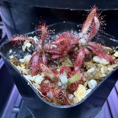 Drosera Graomogolensis 3 Plants Potted. Large, Easy Care Species