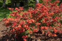 FIREBALL~~Azalea Rhododendron~Well Rooted STARTER Plant!
