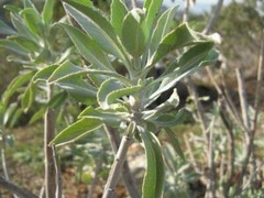 Salvia apiana | White Sage | White Sacred Sage | Bee Sage | 100 Seeds