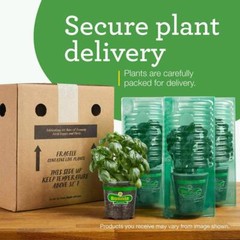 2-Pack 19 Oz. Pineapple Sage Herb Plants for Cooking and Aromatherapy