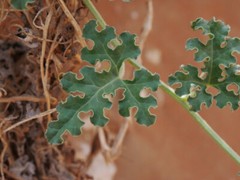 Citrullus colocynthis, Abu Jahls Melon – 10 Sementes