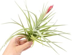 Tillandsia Leonamiana Air Plant – Easy Care Live Indoor Outdoor House Decor